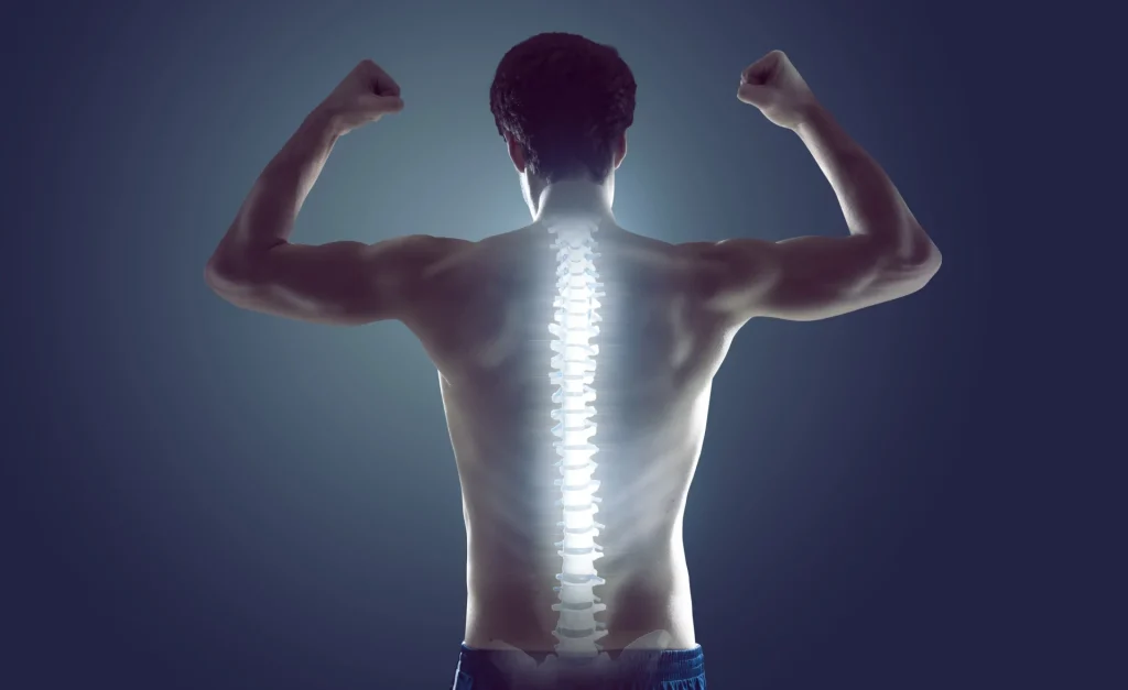 Spine