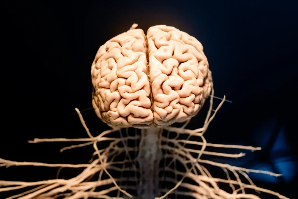 brain body connection